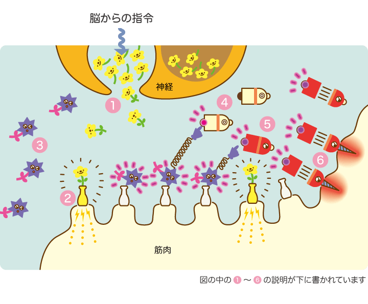 どうして重症筋無力症になるの？